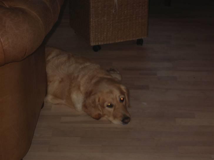 Golden retriever Maggie - Så træt, så træt.. billede 1