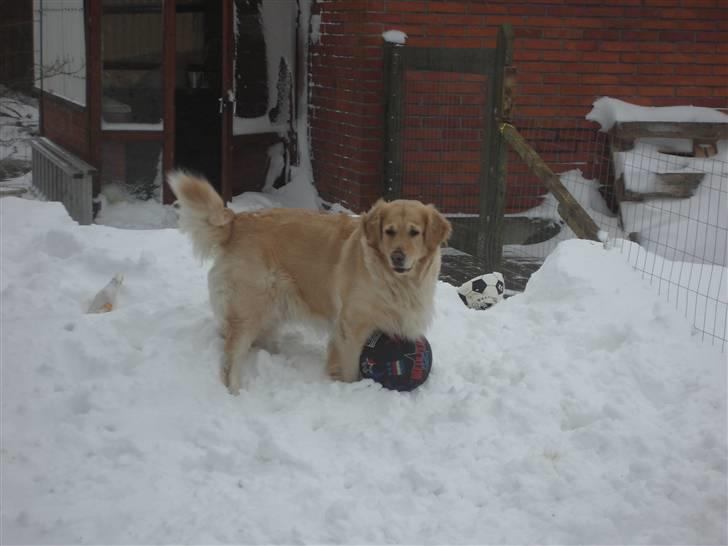 Golden retriever Maggie - Hvem vil lege med mig?? billede 2