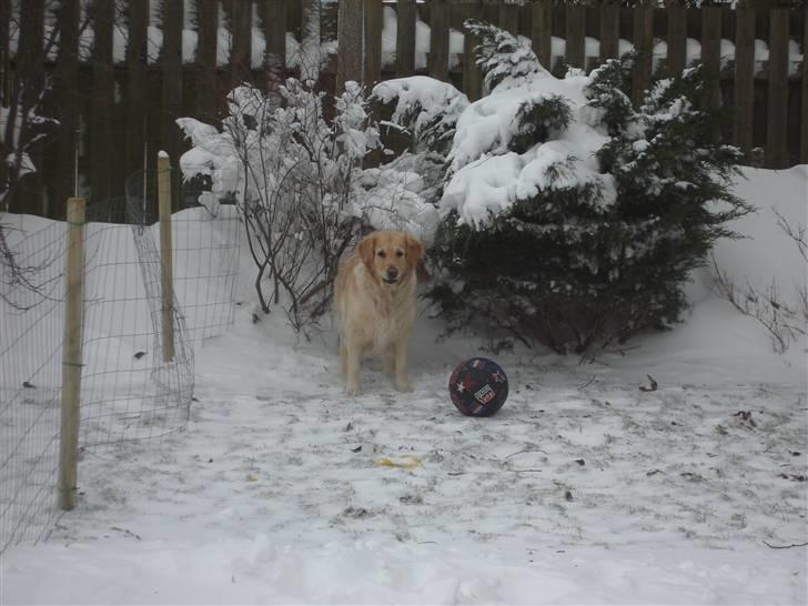 Golden retriever Maggie - Kom nu.. bare en eller anden.. billede 3