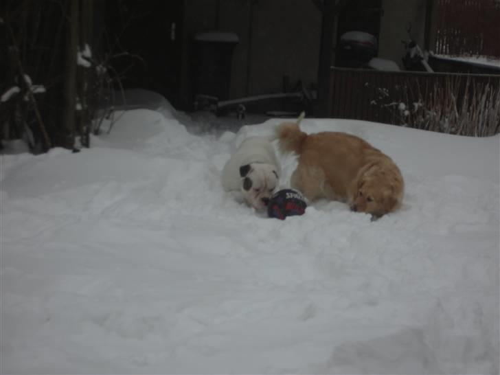 Golden retriever Maggie - Nej ikk dig "lillebror" (Odin) billede 4