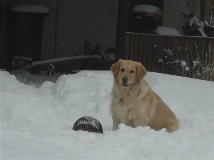 Golden retriever Maggie - Se så sød jeg er, vil i så ikke nok?? billede 5