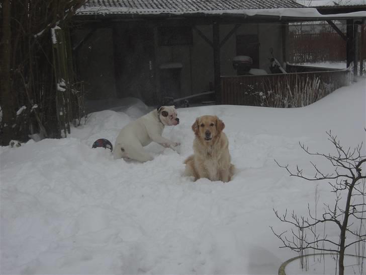 Golden retriever Maggie - Kom nu moar... billede 6