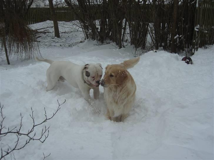 Golden retriever Maggie - Okay så leger jeg med ham.. billede 7