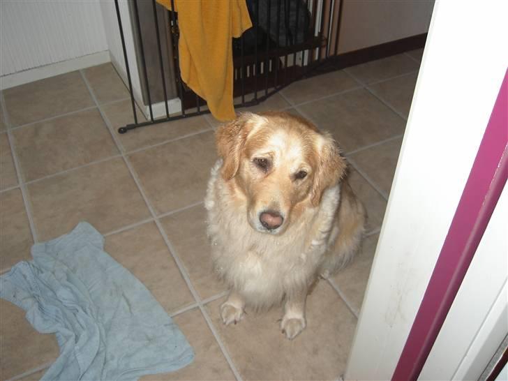 Golden retriever Maggie - Må jeg ikke nok komme ind, så våd er jeg da heller ikke.. billede 8