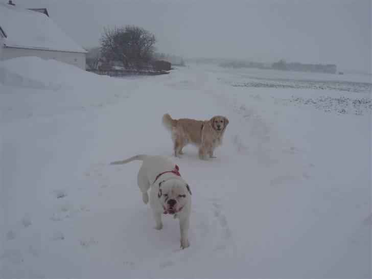 Golden retriever Maggie - Altså...! kommer i ikke snart? billede 9
