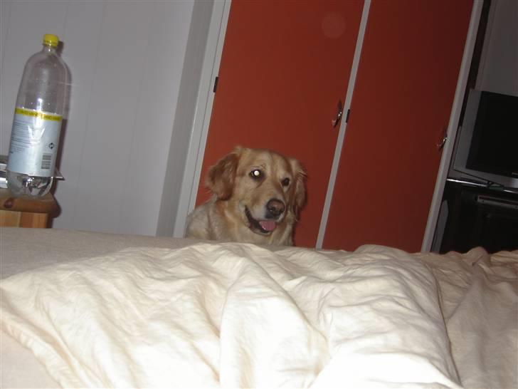 Golden retriever Maggie - Jeg hopper ligeså snart du kigger væk far.. billede 10