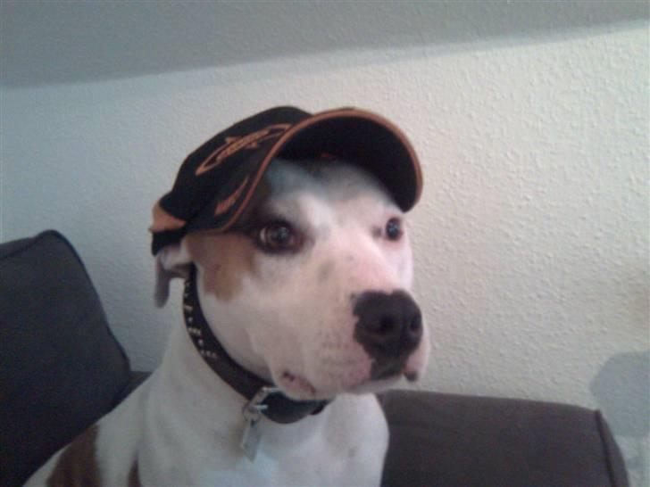 Amerikansk staffordshire terrier Lady (Himmelhund) - Velkommen til min profil...  billede 1