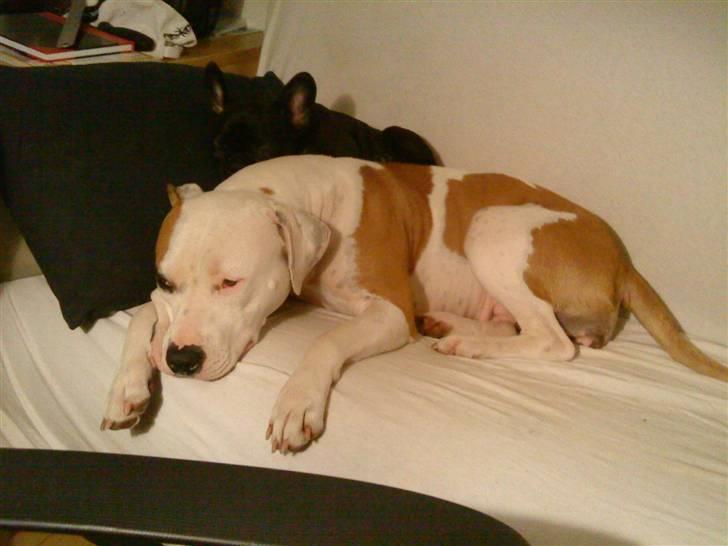 Amerikansk staffordshire terrier Lady (Himmelhund) - Ligger lige og putter billede 2