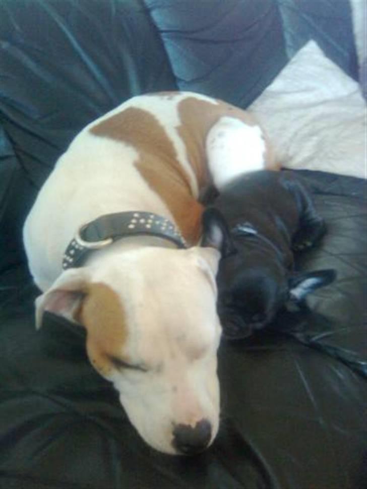 Amerikansk staffordshire terrier Lady (Himmelhund) - sammen med Bimbi billede 3