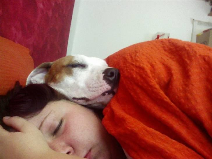 Amerikansk staffordshire terrier Lady (Himmelhund) - putte sover med hende den dejlige billede 4