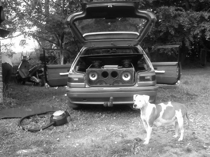 Amerikansk staffordshire terrier Lady (Himmelhund) - høj gravid billede 5