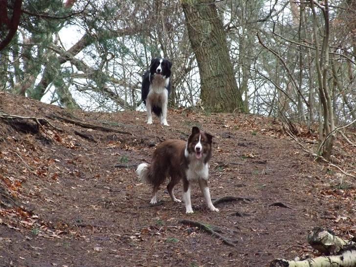 Border collie Jumper - mine øre kan noget sjovt lige nu  billede 15