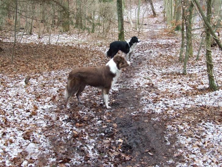 Border collie Jumper - se charlie jeg tror der kommer en der henne  billede 16