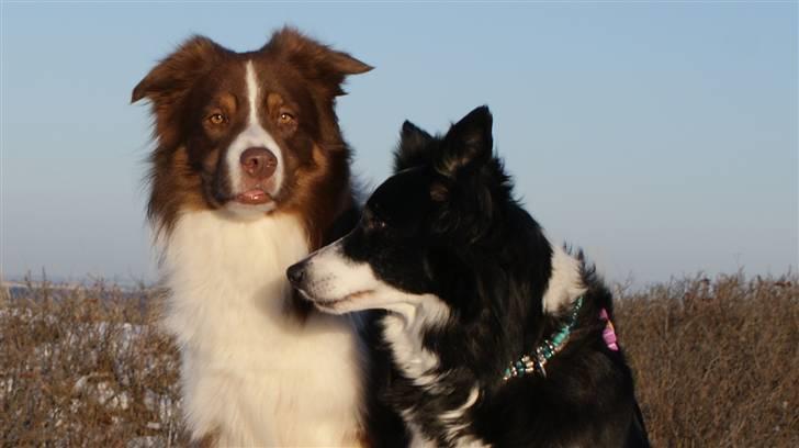 Border collie Jumper - hende har jeg lige paret min søde simic kone billede 17