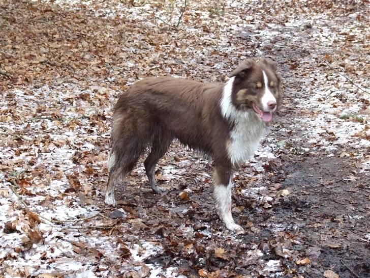 Border collie Jumper - er trat nu billede 18