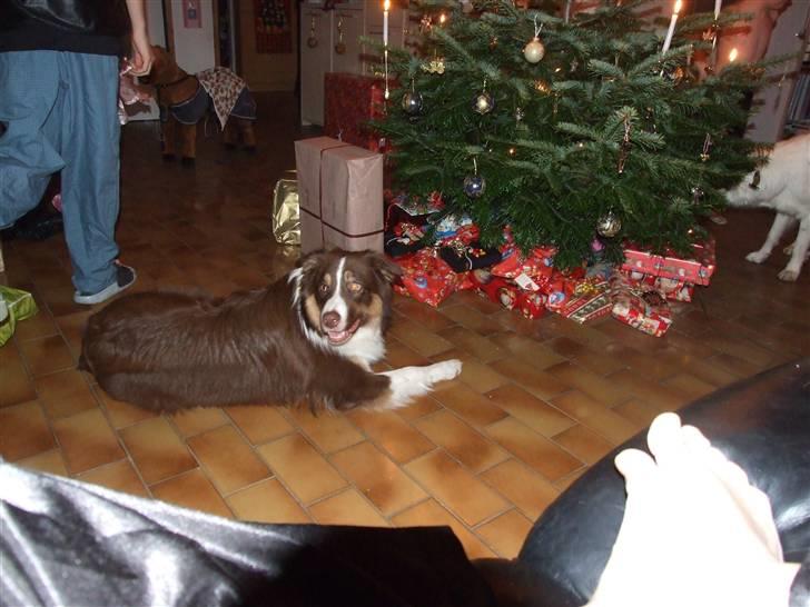 Border collie Jumper - Der er også en gave til mig Jeg kan lugte det  vov billede 19