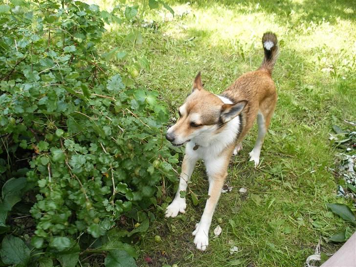 Norsk lundehund Løvheims Forseti / Fossi 4.3.05 - 13.1.14 - Fossi plukker stikkelsbær - teknikken kan ses på videoen med ham. billede 10