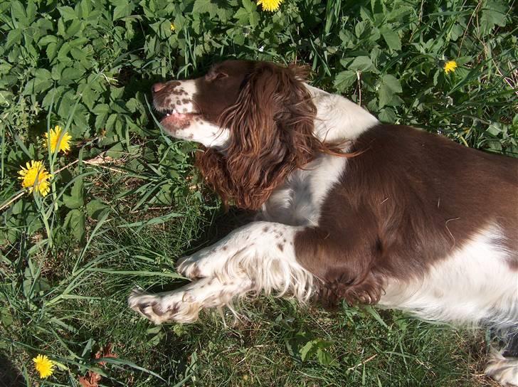 Engelsk springer spaniel Møllebjergs Elaine (Lady) - Lady slapper TOTALT af:) billede 1