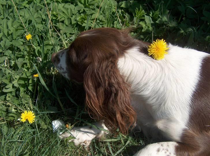 Engelsk springer spaniel Møllebjergs Elaine (Lady) - Se min fine mælkebøtte:) billede 2
