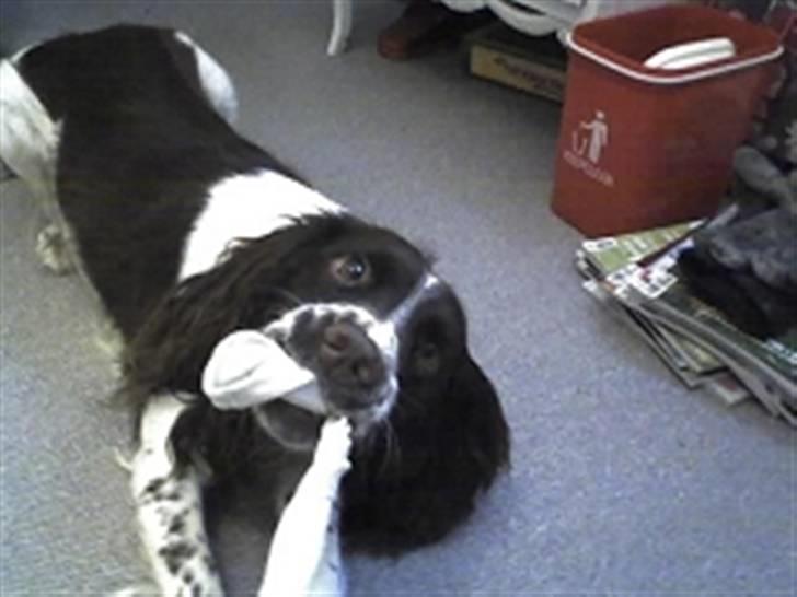 Engelsk springer spaniel Møllebjergs Elaine (Lady) - Arh!!! jeg tager din sok emma:=) billede 4