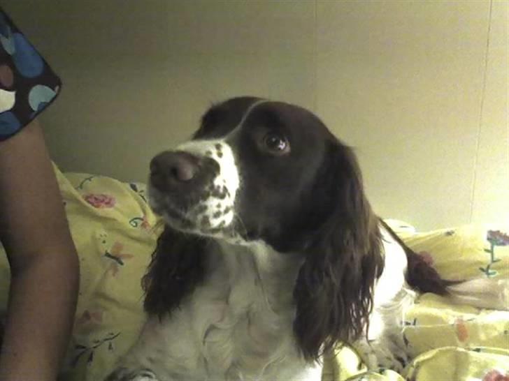 Engelsk springer spaniel Møllebjergs Elaine (Lady) - Neei!! LADY! du må ikke være i sengen:) hehe billede 6