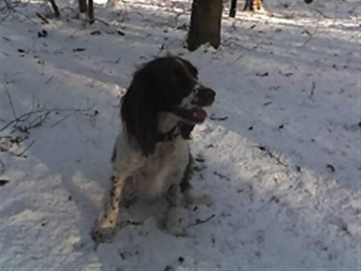 Engelsk springer spaniel Møllebjergs Elaine (Lady) - Lady i sneeen:) billede 7