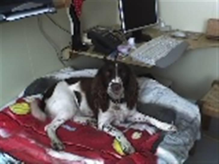 Engelsk springer spaniel Møllebjergs Elaine (Lady) - Ejj!! i SENGEN IGEN!! hahaXD billede 8