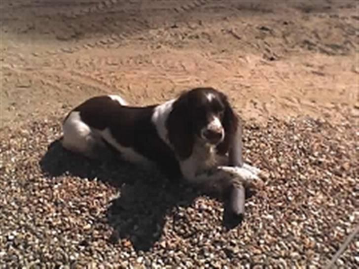 Engelsk springer spaniel Møllebjergs Elaine (Lady) - Lady med sit HØJT elskede ben:) billede 9