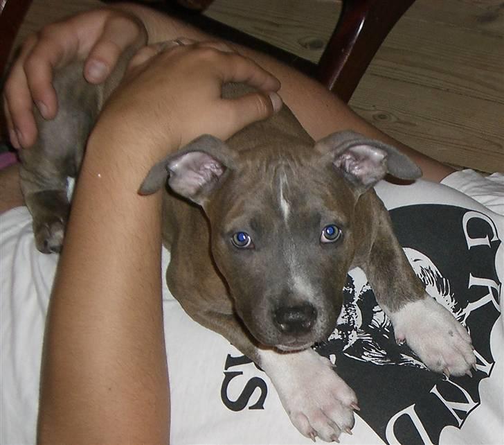 Amerikansk staffordshire terrier Kenzo - Kenzo Ligger på sin nye fars mave :D billede 1