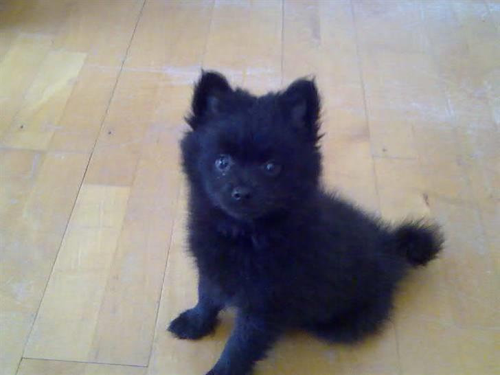 Mittelspitz Anton - Lille baby billede 1