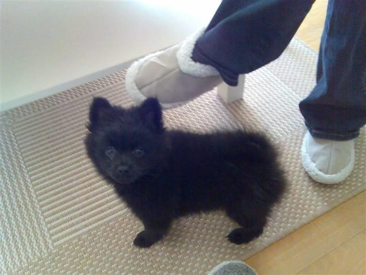 Mittelspitz Anton - Så sød billede 2