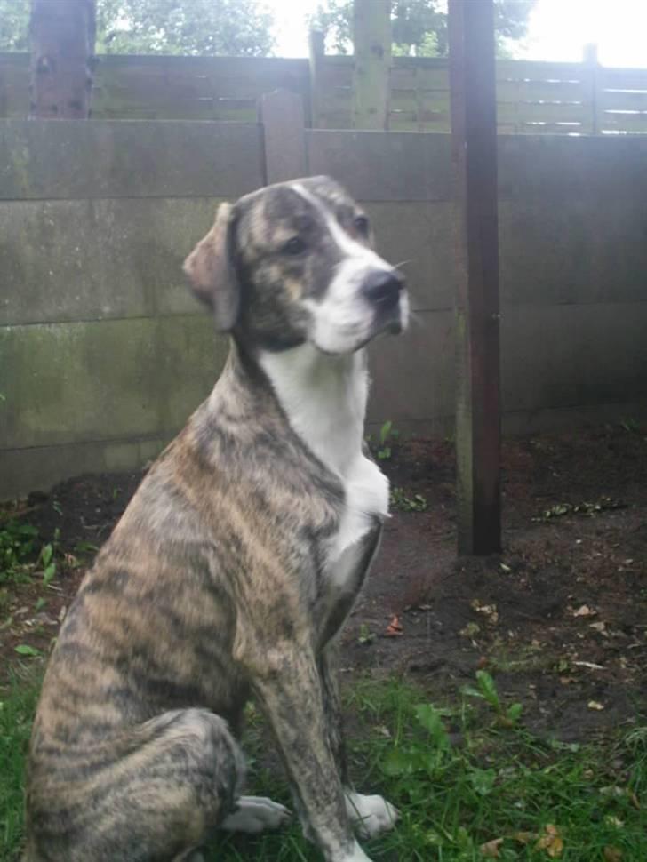 Blanding af racer Diesel billede 7