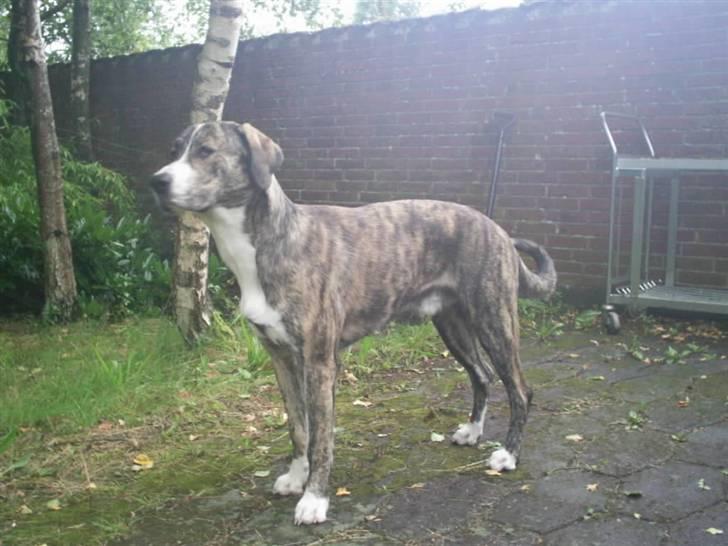 Blanding af racer Diesel billede 8