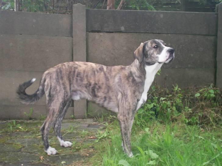 Blanding af racer Diesel billede 9