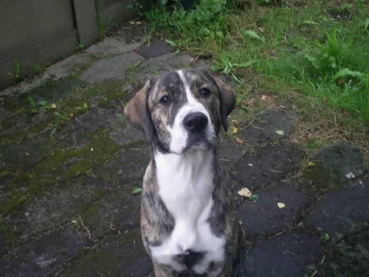 Blanding af racer Diesel billede 10