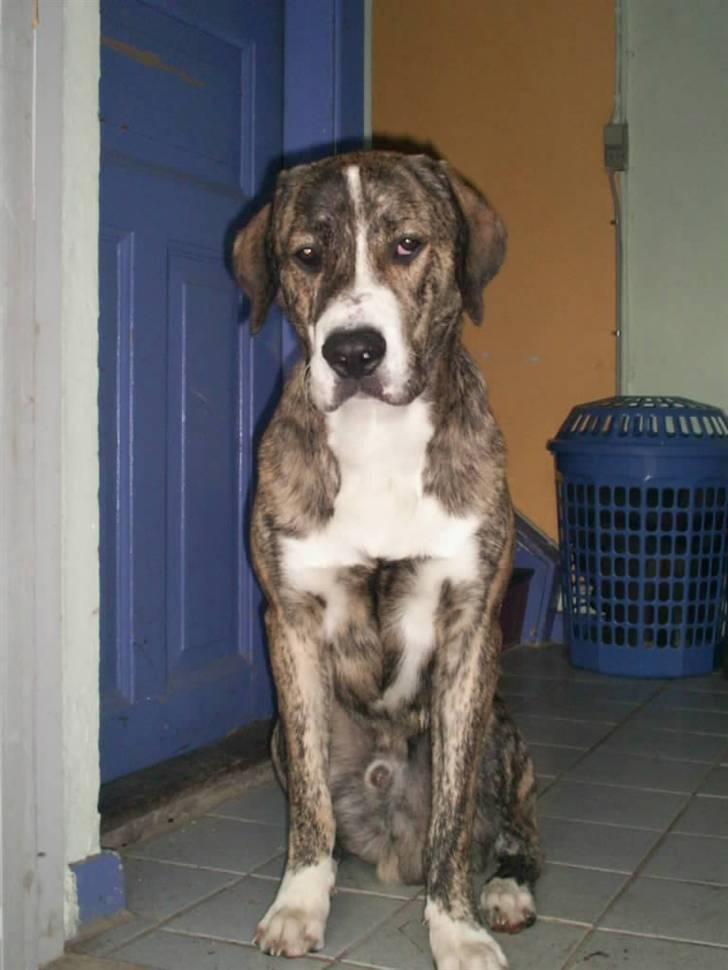 Blanding af racer Diesel billede 11