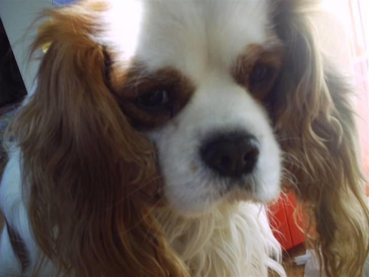 Cavalier king charles spaniel  Shield-Highs Cæcar billede 1