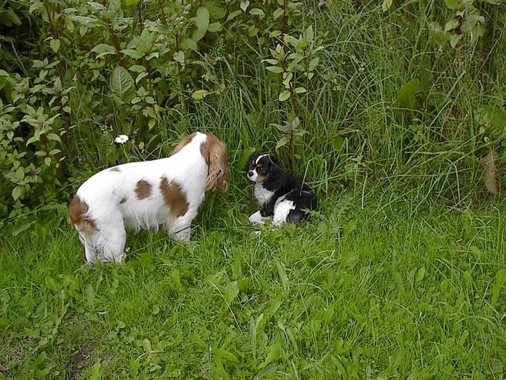 Cavalier king charles spaniel  Shield-Highs Cæcar billede 2