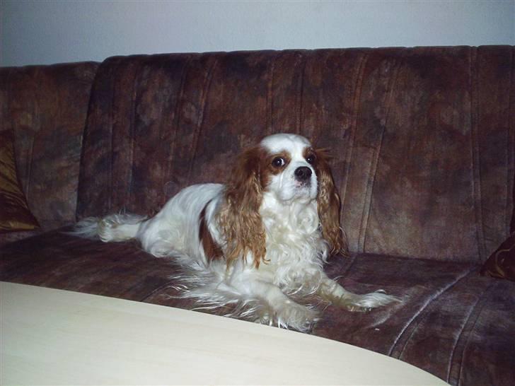 Cavalier king charles spaniel  Shield-Highs Cæcar billede 3