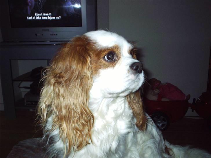 Cavalier king charles spaniel  Shield-Highs Cæcar billede 4