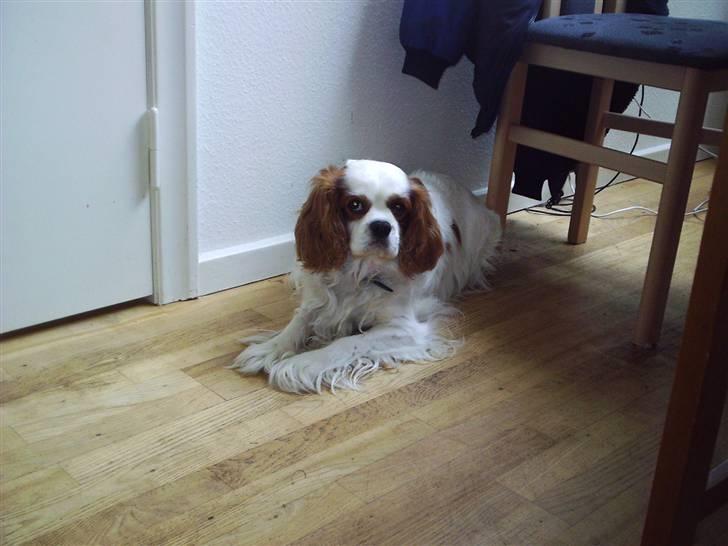 Cavalier king charles spaniel  Shield-Highs Cæcar billede 5