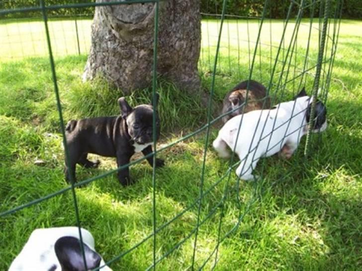 Fransk bulldog Coco +2007-2009+ R.I.P. - 4 uger billede 2