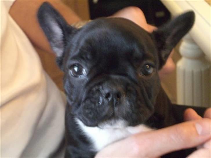 Fransk bulldog Coco +2007-2009+ R.I.P. - Hey du, hjælp mig lige op her fra... billede 3