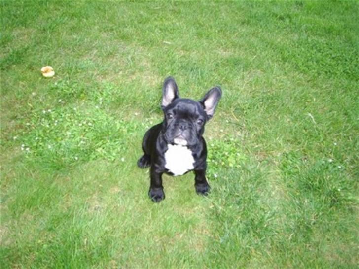 Fransk bulldog Coco +2007-2009+ R.I.P. - 6 uger billede 4