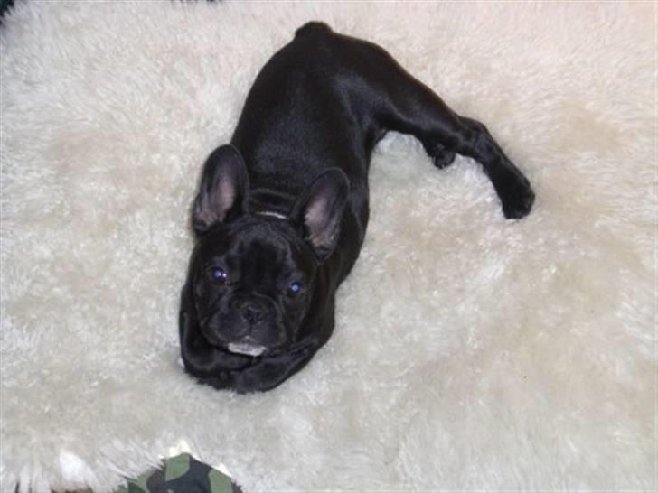 Fransk bulldog Coco +2007-2009+ R.I.P. - 8 uger billede 5