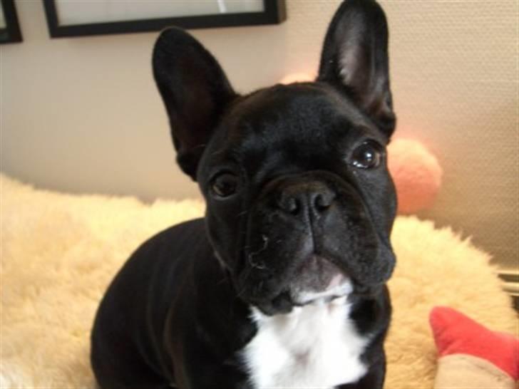 Fransk bulldog Coco +2007-2009+ R.I.P. - 8 uger billede 6