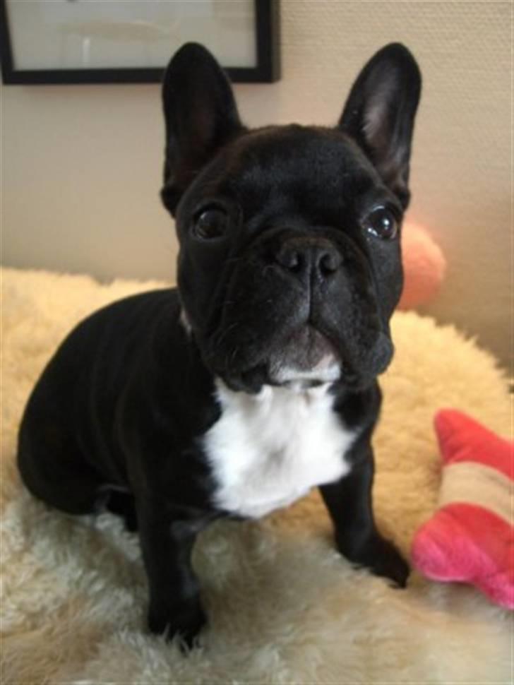 Fransk bulldog Coco +2007-2009+ R.I.P. - 8 uger billede 7