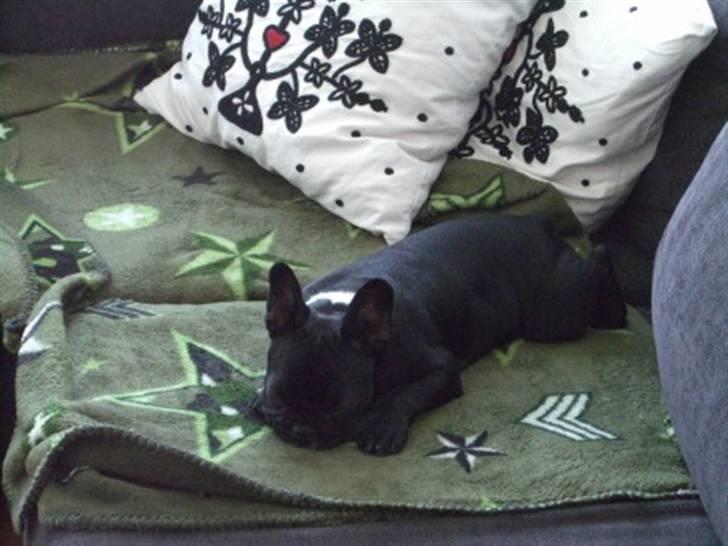 Fransk bulldog Coco +2007-2009+ R.I.P. - 8 uger billede 8