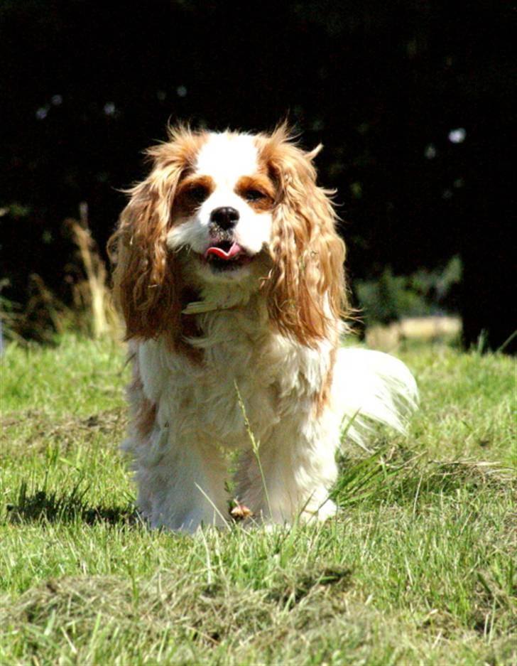 Cavalier king charles spaniel max billede 1