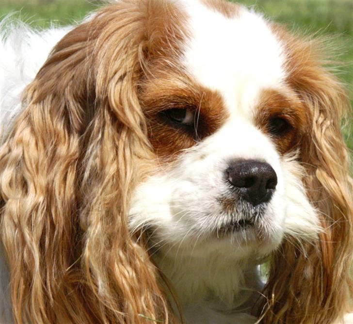 Cavalier king charles spaniel max billede 2
